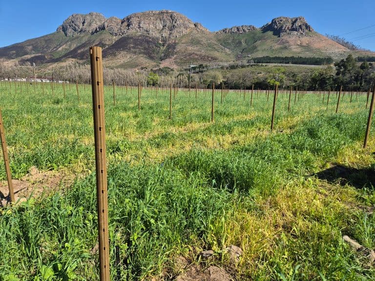 Vineyard poles