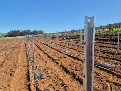Vineyard 2