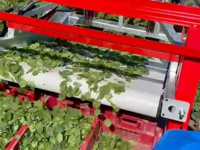 Salad 2