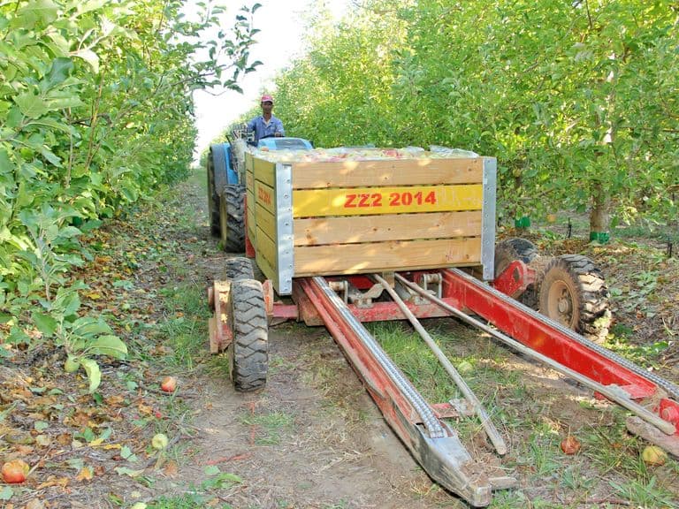 Bin on the Ground trailer in the orchard