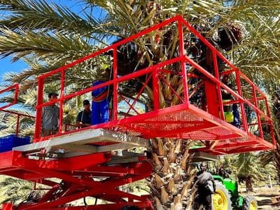 Red Ant date platform among the palms