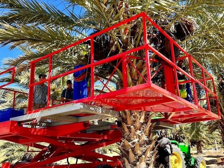 Red Ant date platform among the palms