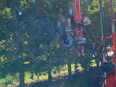 Olmi defoliator