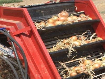 Red Ant onion harvester
