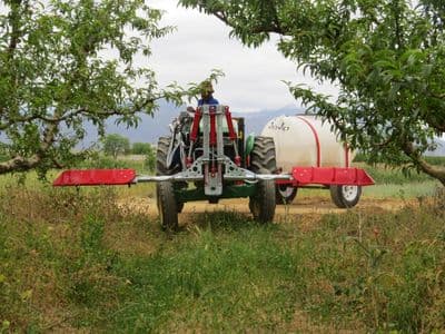 Red Ant orchard boom