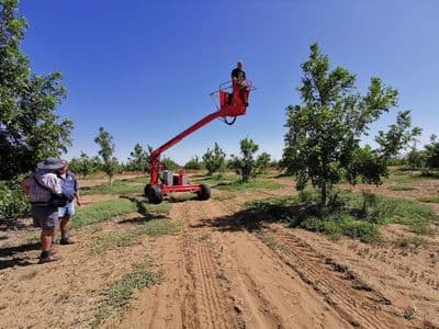 Red Ant pruning tower