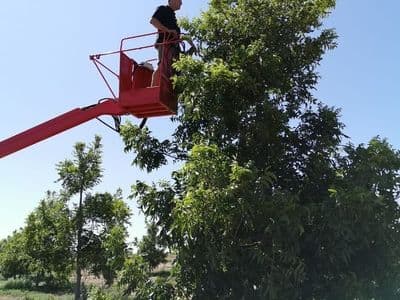 Red Ant pruning tower
