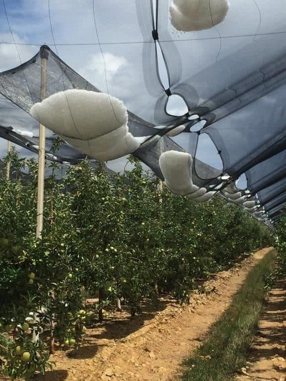 Anti-hail netting drawn over an orchard