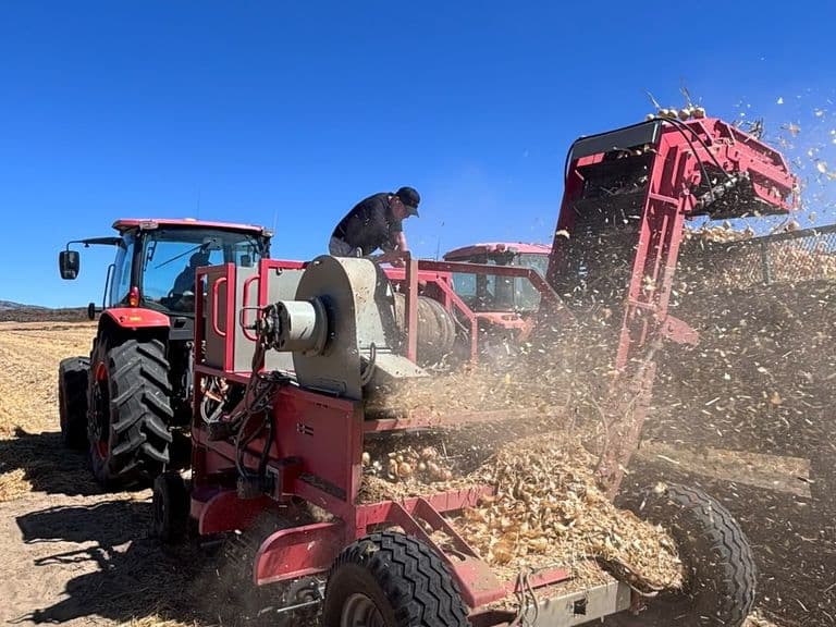 Red Ant onion harvester working behind a tractor