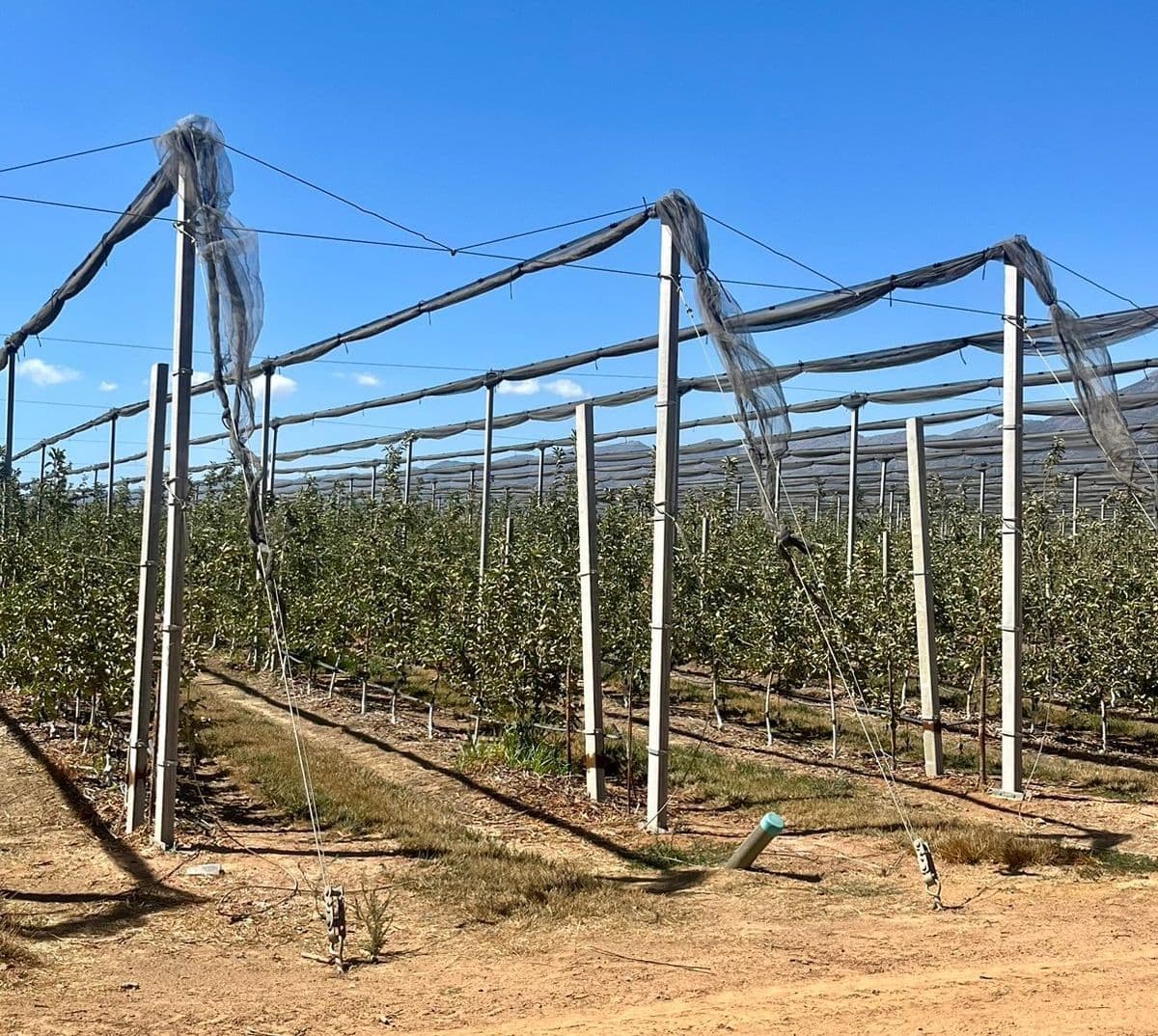 Anti-hail netting over an orchard
