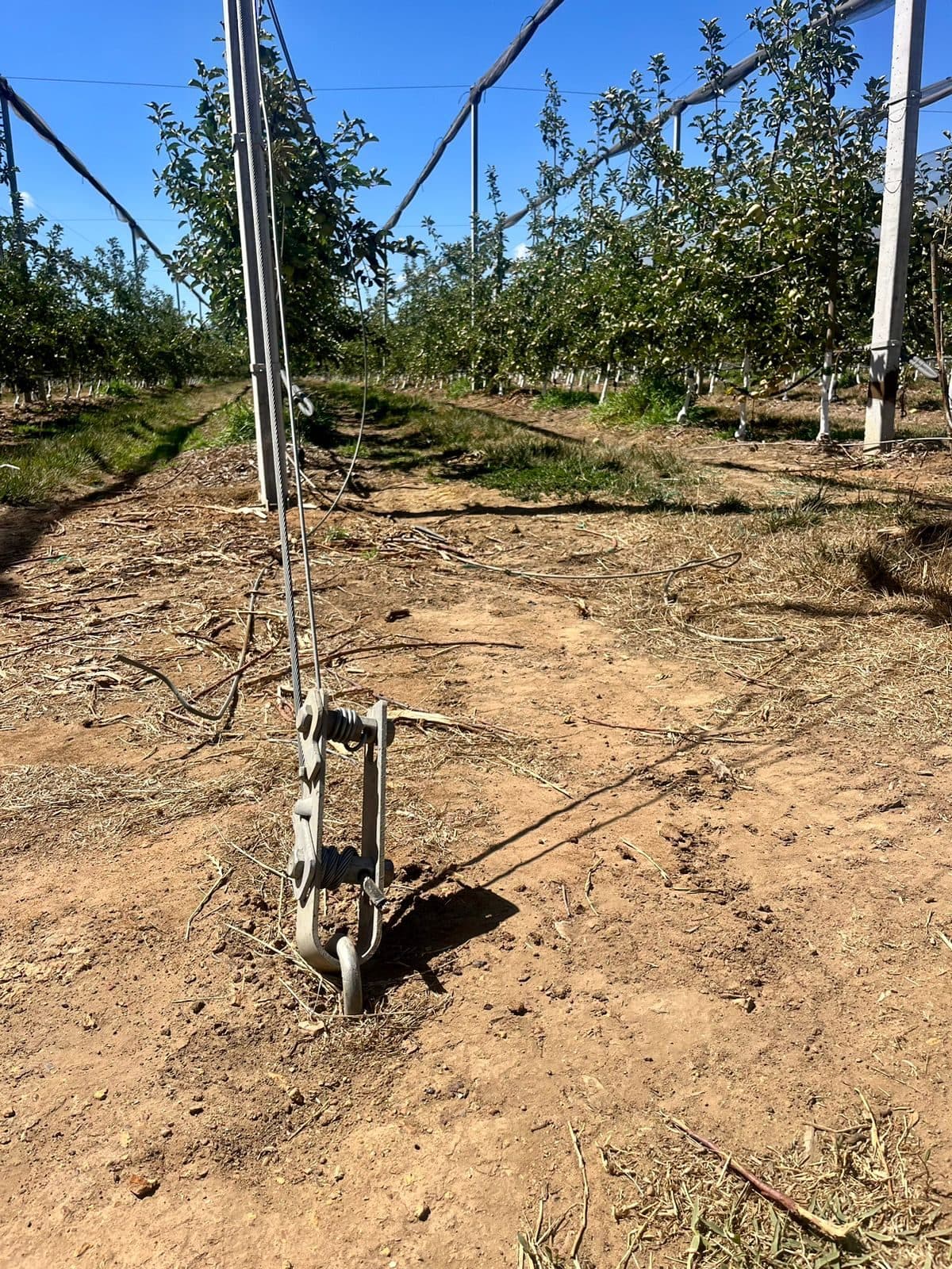 Netting structure above the trees