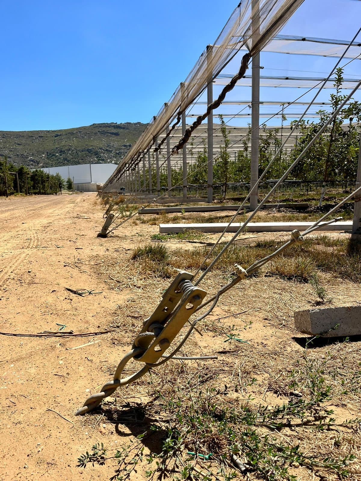 Netting bunched above an orchard row
