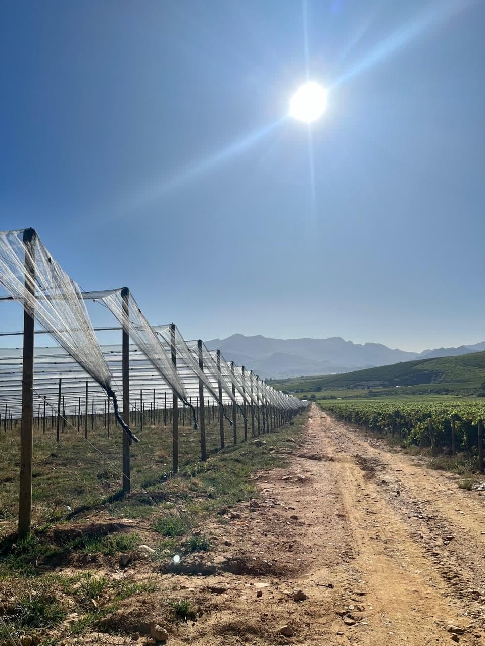 Netting spread over fruit trees
