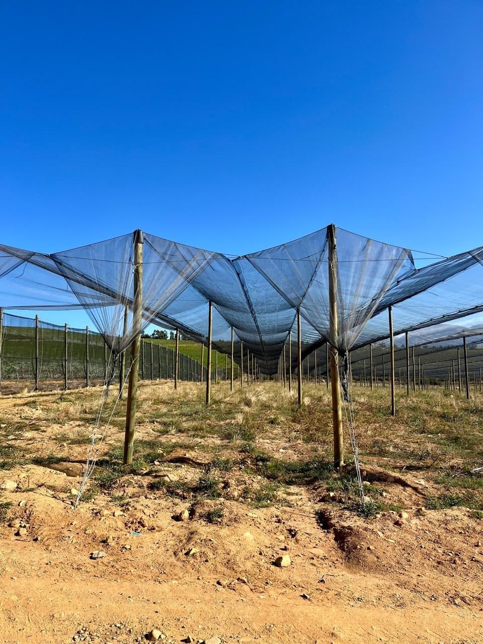 Netting supports in an orchard