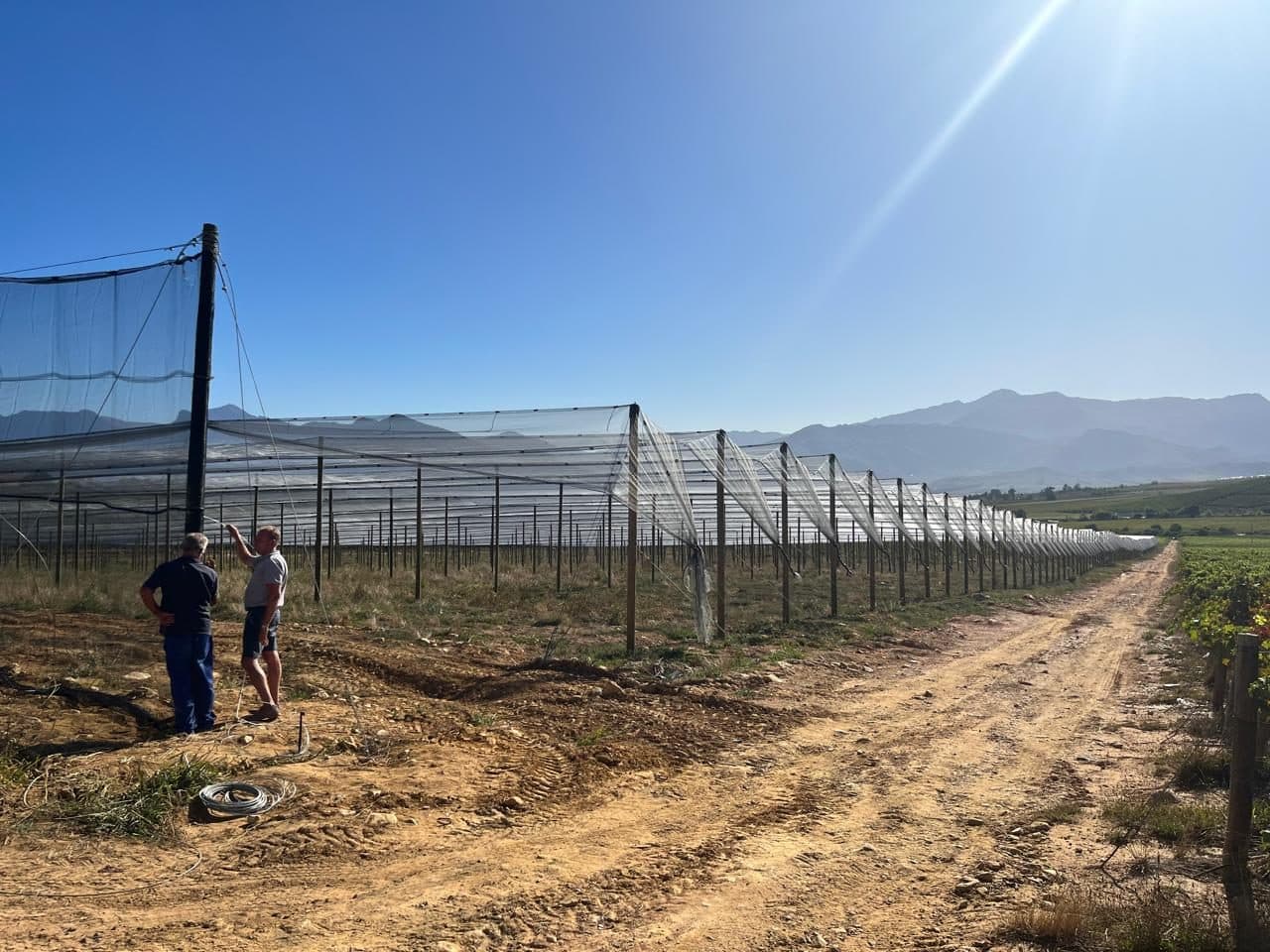 Netting installation over young trees