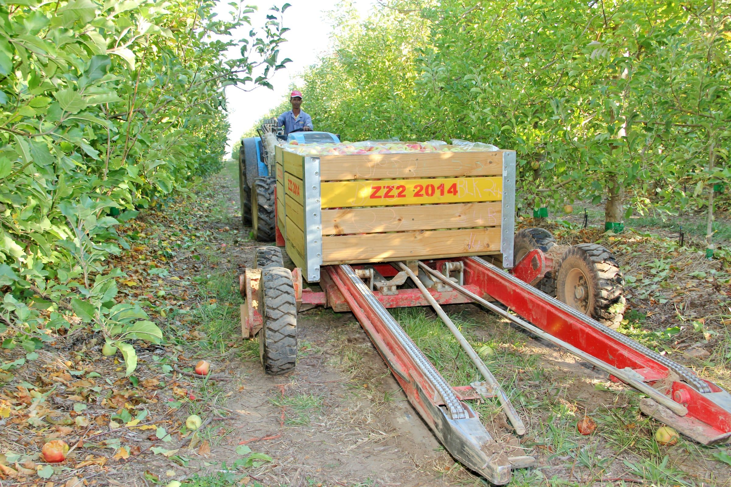 Bin on the Ground trailer in the orchard