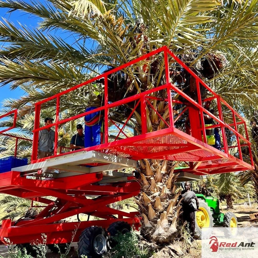 Red Ant date platform among the palms